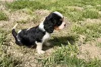 Patrick, a male Cavalier King Charles Spaniel for sale in Buffalo, MO – 3 of 10