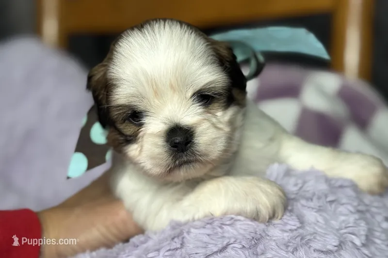 Lainey – Lhasa Apso puppy for sale in Buffalo, MO