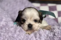Lainey, a female Lhasa Apso for sale in Buffalo, MO – 5 of 9