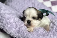 Lainey, a female Lhasa Apso for sale in Buffalo, MO – 9 of 9
