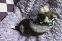 Lainey, a female Lhasa Apso for sale in Buffalo, MO – 6 of 9