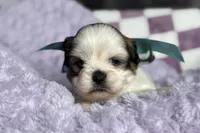 Lainey, a female Lhasa Apso for sale in Buffalo, MO – 7 of 9