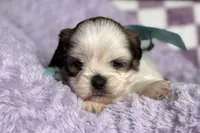 Lainey, a female Lhasa Apso for sale in Buffalo, MO – 4 of 9