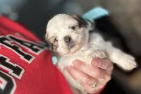 Lainey, a female Lhasa Apso for sale in Buffalo, MO – 3 of 9