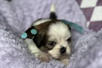 Lainey, a female Lhasa Apso for sale in Buffalo, MO – 8 of 9