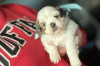 Lainey, a female Lhasa Apso for sale in Buffalo, MO – 2 of 9
