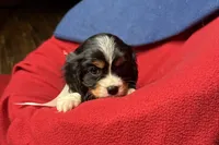 Ralyn , a female Cavalier King Charles Spaniel for sale in Buffalo, MO – 8 of 9