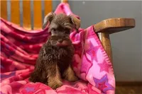 Chica, a female Miniature Schnauzer for sale in Buffalo, MO – 7 of 9