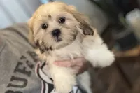 Capri, a female Lhasa Apso for sale in Buffalo, MO – 4 of 10