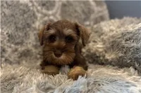 Chela, a female Miniature Schnauzer for sale in Buffalo, MO – 6 of 6