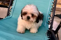 Luna- AKC Champion Bloodlines, a female Lhasa Apso for sale in Buffalo, MO – 6 of 9