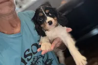 Mochi, a female Cavalier King Charles Spaniel for sale in Buffalo, MO – 2 of 10