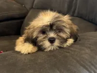 Camilla, a female Lhasa Apso for sale in Buffalo, MO – 4 of 9