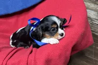 River, a female Cavalier King Charles Spaniel for sale in Buffalo, MO – 7 of 9