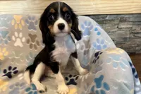 Russ, a male Cavalier King Charles Spaniel for sale in Buffalo, MO – 6 of 10