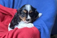 Ryan, a male Cavalier King Charles Spaniel for sale in Buffalo, MO – 2 of 10