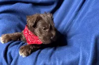 Eric, a male Miniature Schnauzer for sale in Buffalo, MO – 6 of 10