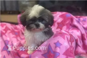 Tizzy – Lhasa Apso puppy for sale in Buffalo, MO