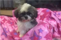 Tizzy, a female Lhasa Apso for sale in Buffalo, MO – 1 of 6