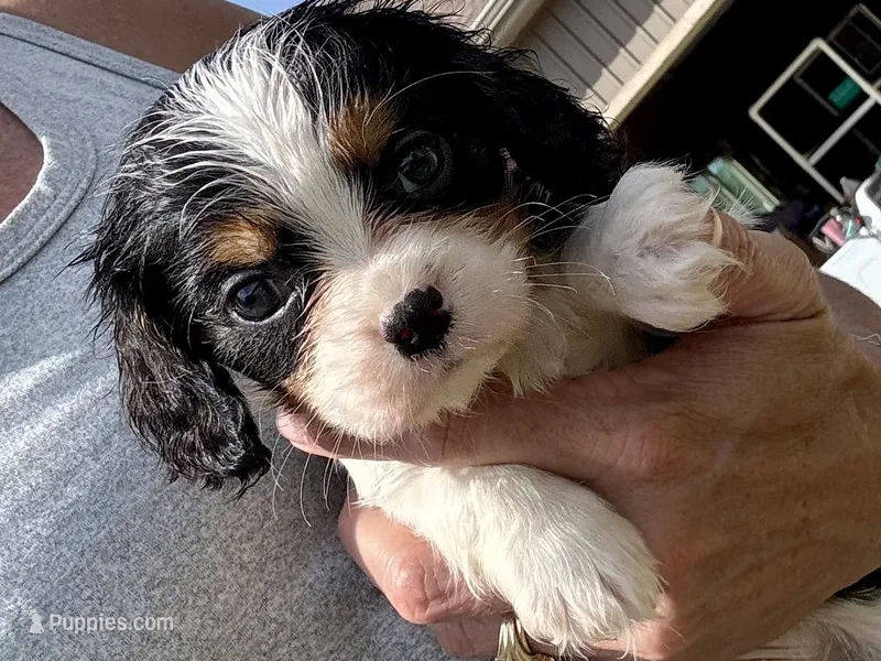 Patrick – Cavalier King Charles Spaniel puppy for sale in Buffalo, MO