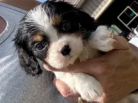 Patrick, a male Cavalier King Charles Spaniel for sale in Buffalo, MO – 1 of 10