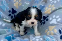 Patrick, a male Cavalier King Charles Spaniel for sale in Buffalo, MO – 8 of 10