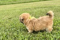 Capri, a female Lhasa Apso for sale in Buffalo, MO – 3 of 9