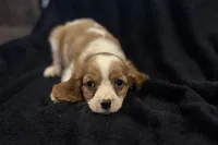 Maggie, a female Cavalier King Charles Spaniel for sale in Buffalo, MO – 5 of 8