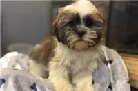 Tyson, a male Lhasa Apso for sale in Buffalo, MO – 6 of 6
