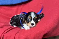 River, a female Cavalier King Charles Spaniel for sale in Buffalo, MO – 5 of 9