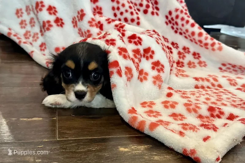 Ralyn  – Cavalier King Charles Spaniel puppy for sale in Buffalo, MO