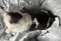 Luca, a male Lhasa Apso for sale in Buffalo, MO – 9 of 10