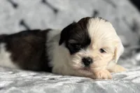 Luca, a male Lhasa Apso for sale in Buffalo, MO – 8 of 10