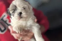 Luca, a male Lhasa Apso for sale in Buffalo, MO – 6 of 10