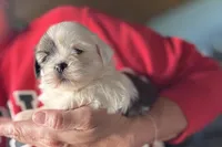 Luca, a male Lhasa Apso for sale in Buffalo, MO – 3 of 10