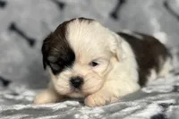 Luca, a male Lhasa Apso for sale in Buffalo, MO – 10 of 10