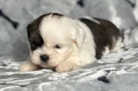 Luca, a male Lhasa Apso for sale in Buffalo, MO – 4 of 10