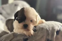 Luca, a male Lhasa Apso for sale in Buffalo, MO – 7 of 10