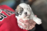 Luca, a male Lhasa Apso for sale in Buffalo, MO – 2 of 10