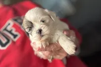 Luca, a male Lhasa Apso for sale in Buffalo, MO – 5 of 10