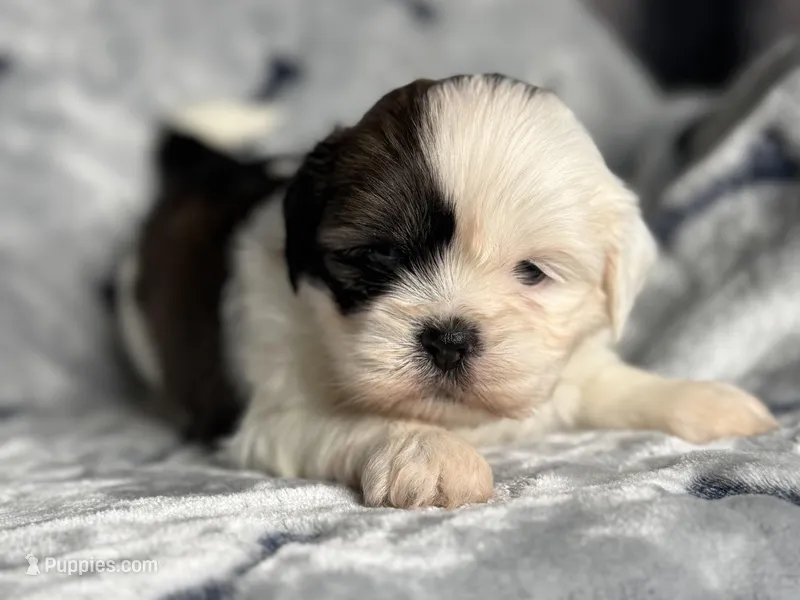 Luca – Lhasa Apso puppy for sale in Buffalo, MO