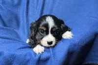 Russ, a male Cavalier King Charles Spaniel for sale in Buffalo, MO – 7 of 9