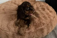 Bingo - AKC Champion Background, a male Cocker Spaniel for sale in Buffalo, MO – 5 of 8