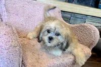 Callie, a female Lhasa Apso for sale in Buffalo, MO – 7 of 10