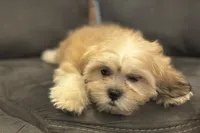 Capri, a female Lhasa Apso for sale in Buffalo, MO – 6 of 10
