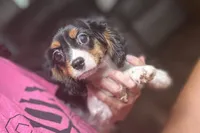 Rhett, a male Cavalier King Charles Spaniel for sale in Buffalo, MO – 1 of 9