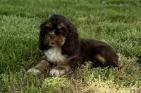 Bluey - AKC Champion Background, a male Cocker Spaniel for sale in Buffalo, MO – 5 of 7