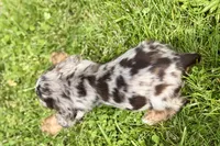 Snickers, a male Cocker Spaniel for sale in Buffalo, MO – 9 of 10