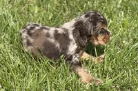 Rusty, a male Cocker Spaniel for sale in Buffalo, MO – 7 of 10