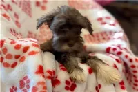 Chiquita, a female Miniature Schnauzer for sale in Buffalo, MO – 4 of 6